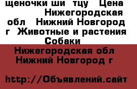 щеночки ши- тцу › Цена ­ 13 000 - Нижегородская обл., Нижний Новгород г. Животные и растения » Собаки   . Нижегородская обл.,Нижний Новгород г.